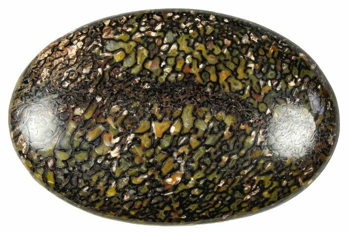 Polished Dinosaur Bone (Gembone) Cabochon - Colorado #370757